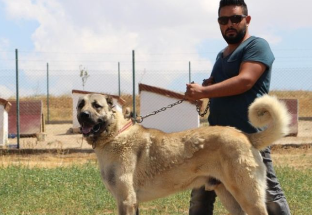 外表凶悍内心温柔，土耳其国宝坎高犬Kangal