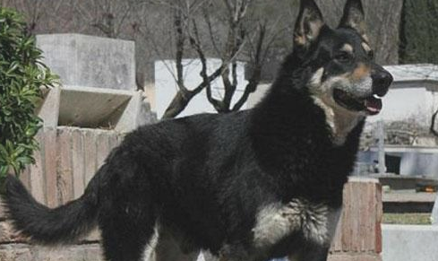 忠犬依靠自己寻找主人墓葬,独自一人守墓十一年,过世后差点儿和主人合墓