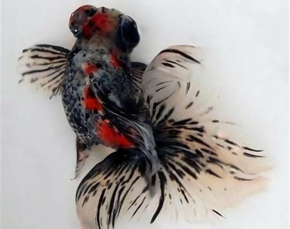 荧鳞蝶尾身份信息