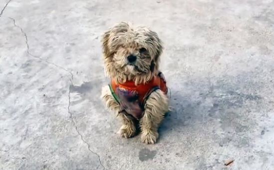 街边偶遇流浪狗,身上穿着带补丁的小衣服,狗:我真的有主人