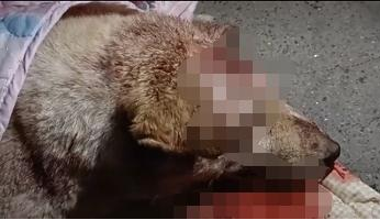 两男子当街持棍打狗,女子哭泣阻止,警方:狗已送往救助站
