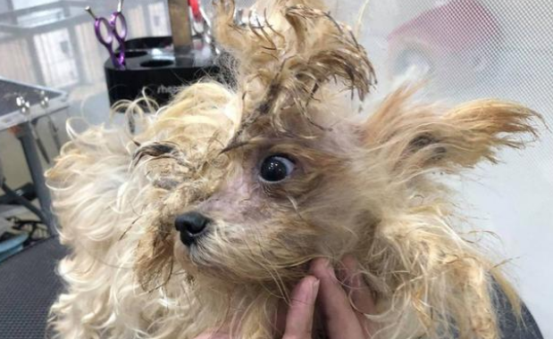 主人生娃后丢弃养了9年狗狗，好心人收养后发现是超美狗狗