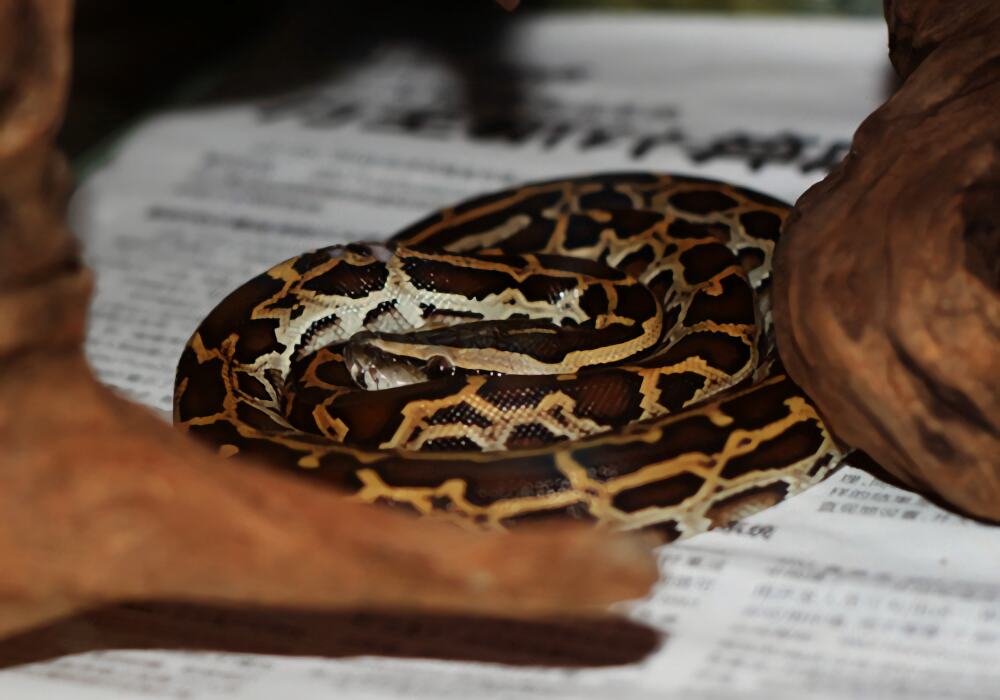 缅甸蟒身份信息