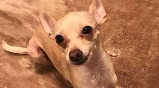 过去对小型犬嗤之以鼻 如今竟成专门救援吉娃娃的暖男!