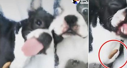 饲料粘玻璃对面 斗牛犬狂舔就是吃不到好痛苦