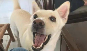 小狗备受全家人的疼惜，但它最喜欢的却并不是家人....只是......