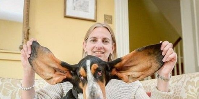 巴吉度犬不幸坠楼 因似“小飞象”般的大耳朵救了性命