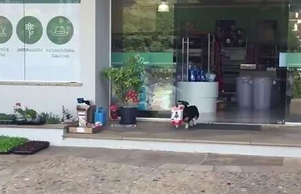 狗子懂得自己去宠物店买狗粮,偶尔还会帮忙买猫粮