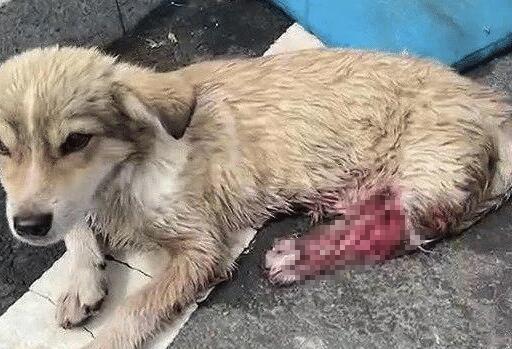 大半夜流浪狗们围成一团吠叫,凑近上前后,看清了泪流不止