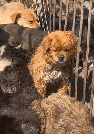 狗狗丢了以后网友去屠宰场找,却看到很奇怪的画面,最后默默离开