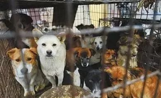 屠宰场狗生百态:二哈不二了,德牧怕到颤抖,狗妈和宝宝让人落泪