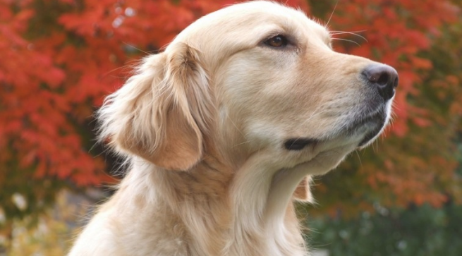 主子躺在金毛狗狗的身上睡过去了，当金毛狗狗走回来，下一秒的姿势太贴心！