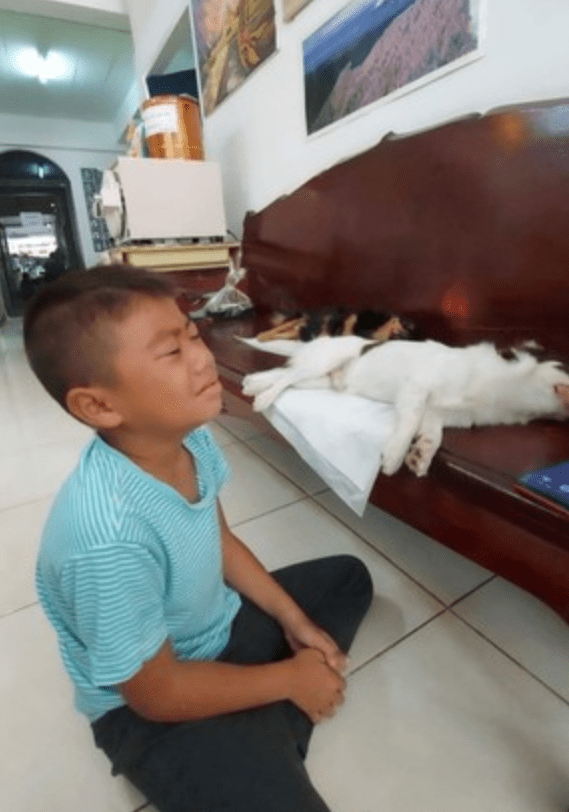 狗狗绝育后麻药未退,小男孩误以为它们死了,吓得跪地痛哭