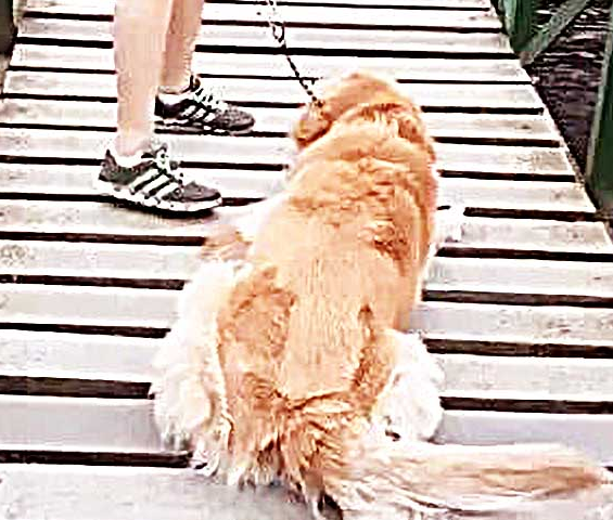 吊桥太高，大狗吓得害怕动，接着女子一个举动，让许多人都竞相欢呼