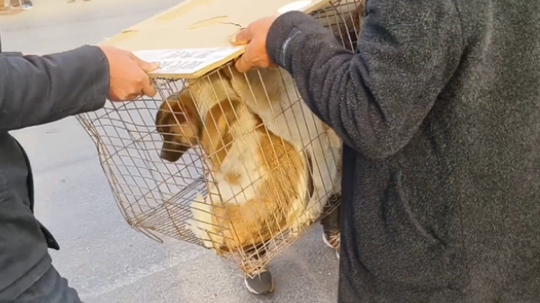 因伤了小孩,9只小土狗全上狗肉车