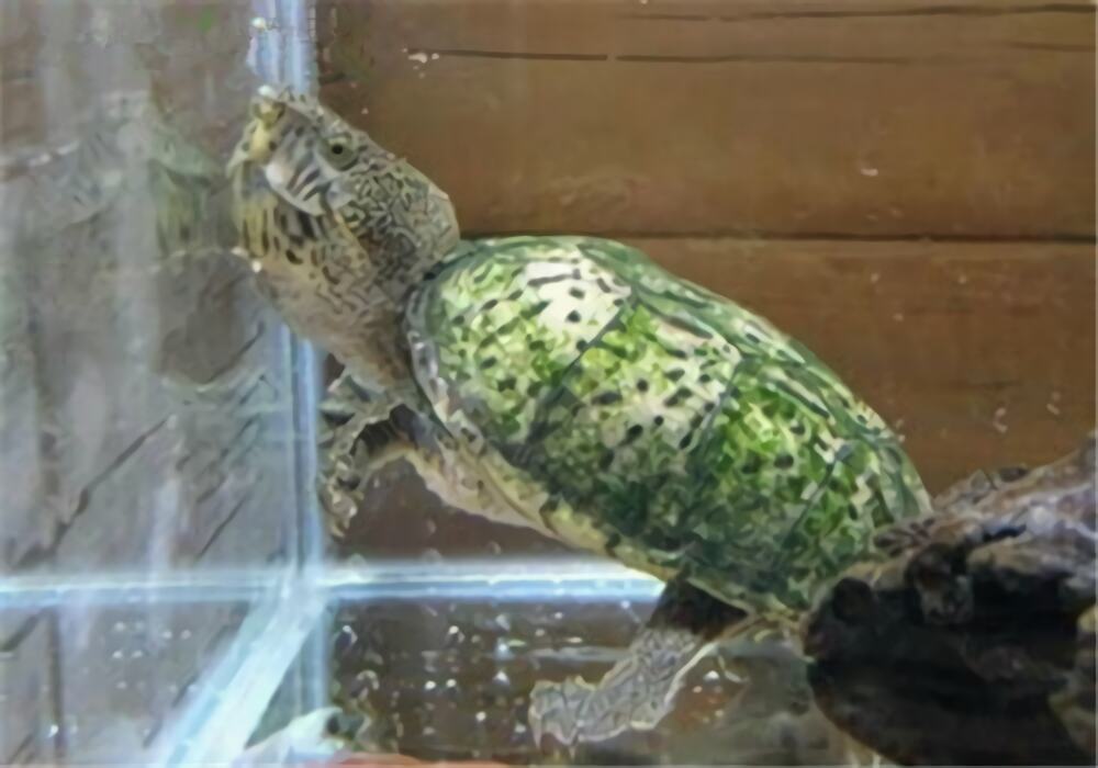 巨头麝香龟身份信息