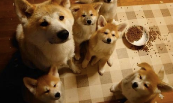柴犬妈带5只小柴犬闯祸,被质问时都可怜望着主人家,不愧为是一家人