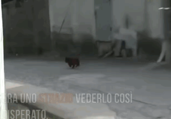 动物间的感情|牛妈妈要被卖掉后,狗子眼里满是泪水