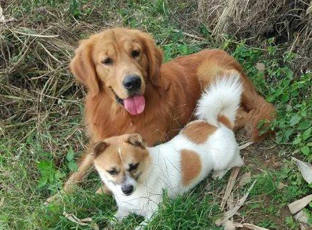 温驯金毛狗狗忽然朝马路边小孩子大喊把小孩子吓坏，小孩子母亲反倒跟我致歉！