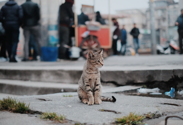 一只宠物狗伤人，所有流浪动物都该死？