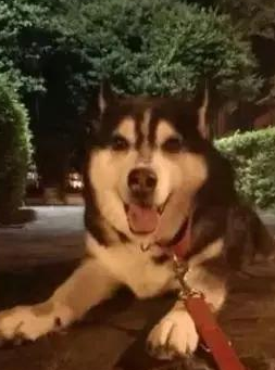 将14岁家狗骨灰烧制硫璃，她见圆珠上浑然一体的黑与白狗脸，红了眼圈…