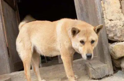 狗狗赖在猪舍不愿走,最终大伙儿发觉了他的个人行为让人惭愧
