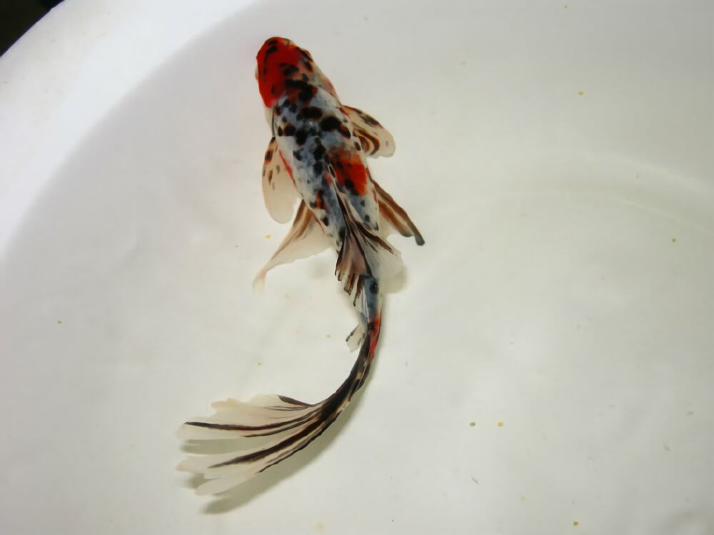 五花长尾草金鱼身份信息