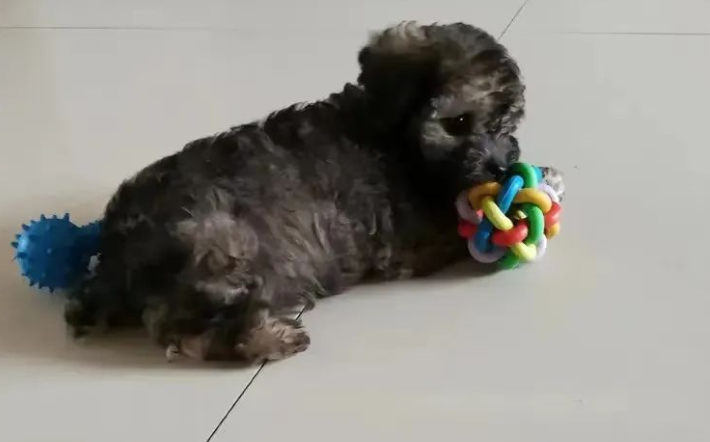 买只狗子老板说是灰贵,越长越好看,可结果