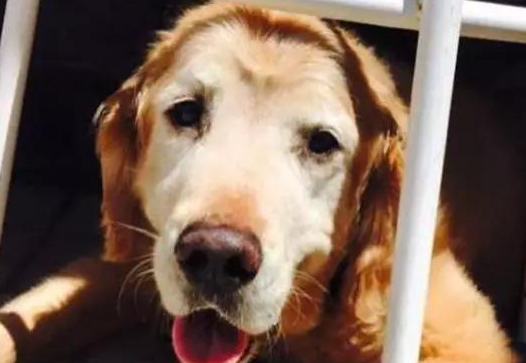 将14岁家狗骨灰烧制硫璃，她见圆珠上浑然一体的黑与白狗脸，红了眼圈…