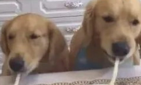 狗狗吸一根鲜面条吸究竟，网民：猜疑鲜面条会假？