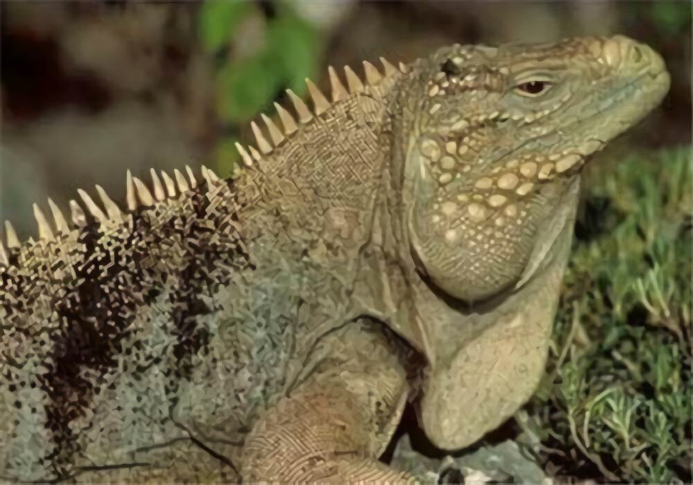 古巴鬣蜥身份信息