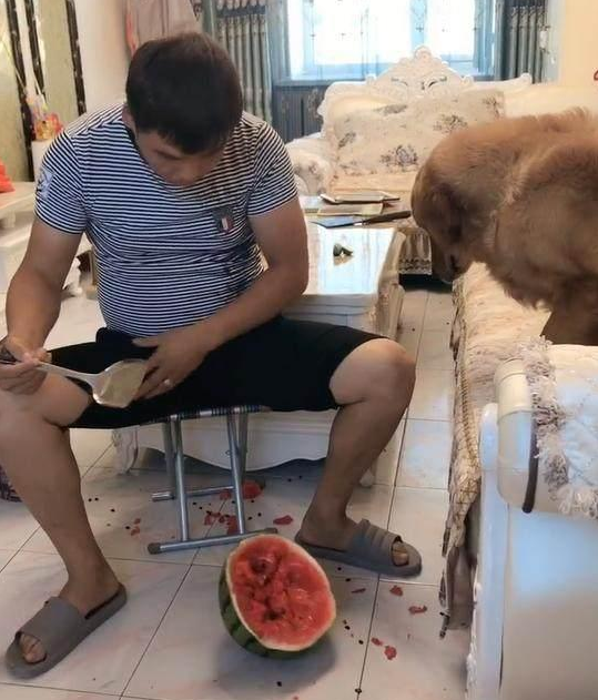 主人在狗狗眼前吃西瓜,金毛狗狗一口都没有吃,結果令人哭晕在厕所!