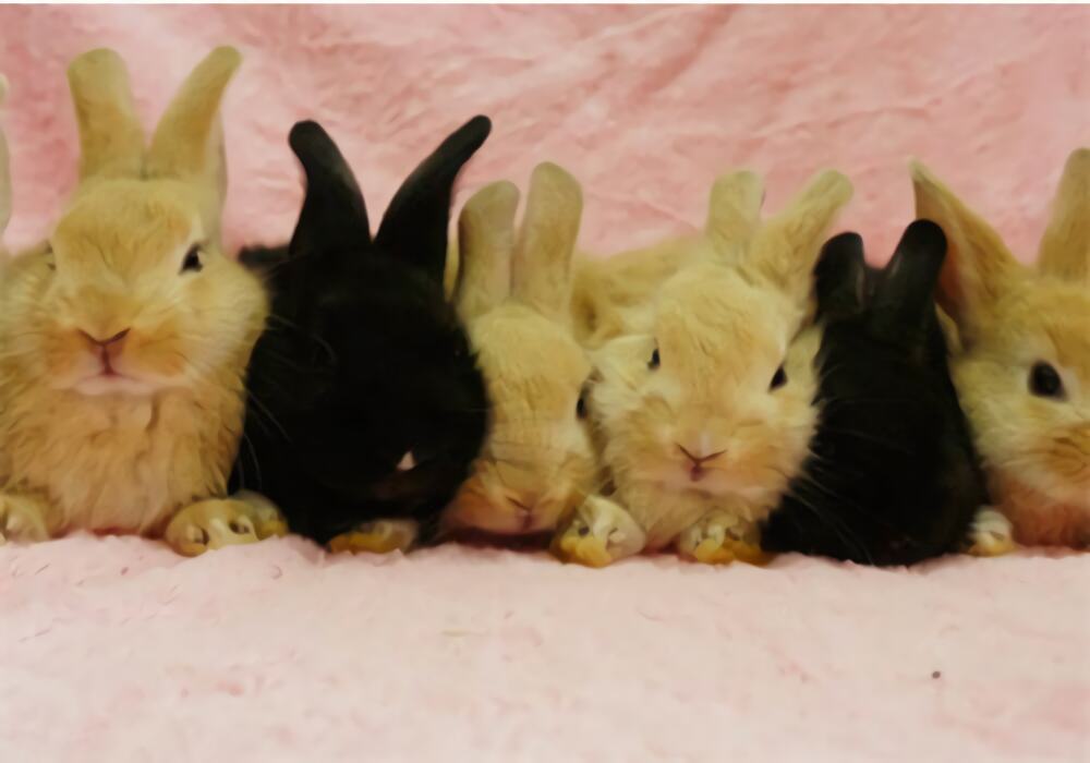 哈瓦那兔身份信息