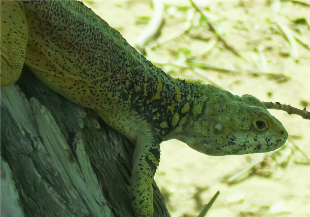 新疆岩蜥身份信息