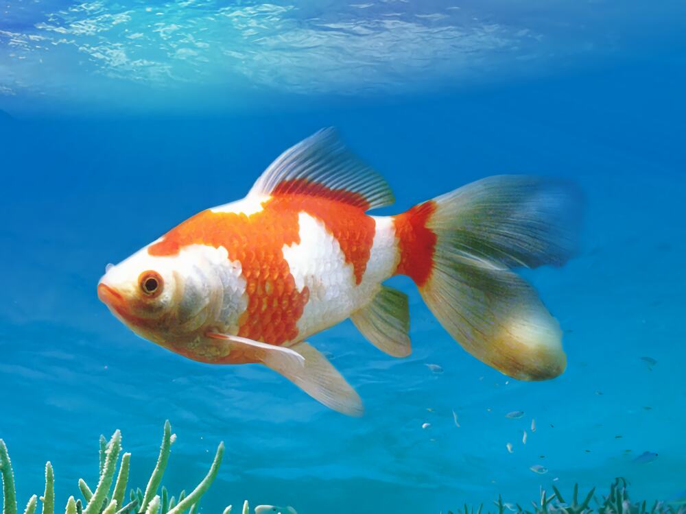 红白草金鱼身份信息