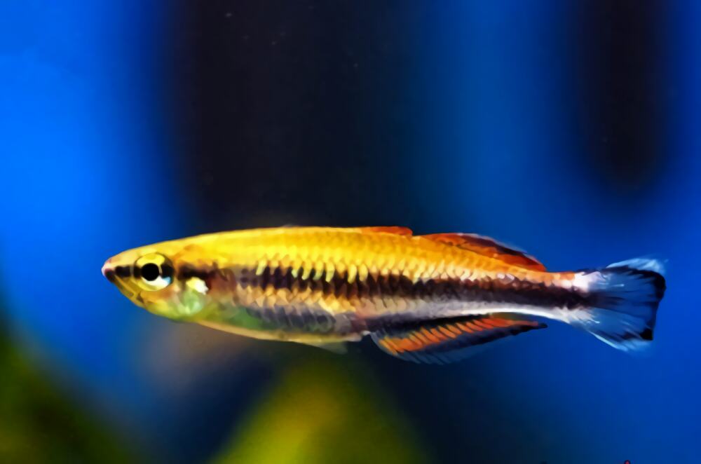 马达加斯加彩虹身份信息