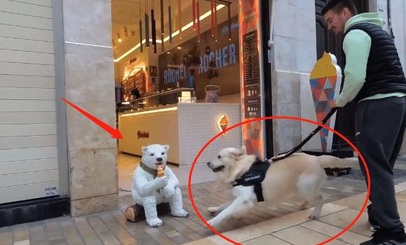 网民带金毛出去逛街购物，結果中了狗子的“计”，主人：真的很难