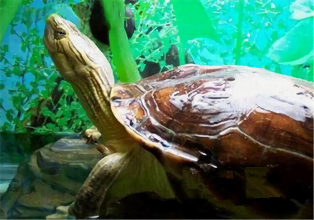 缺颌花龟身份信息