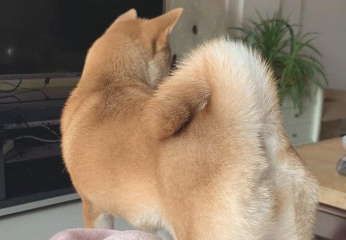 柴犬反映很灵敏,网友已经逗它玩,听见脚步声立刻提高警惕