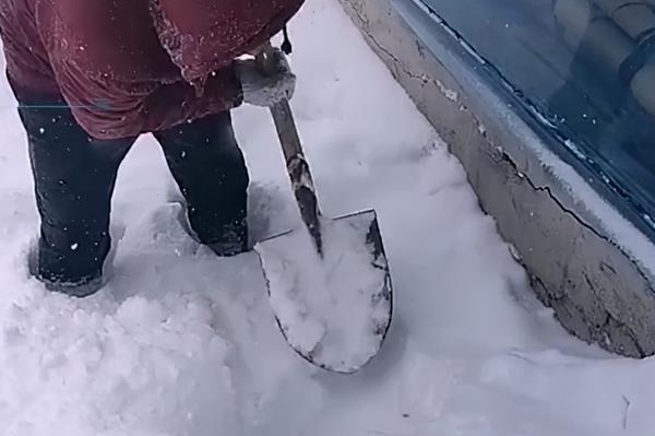 狗在盆在!狗窝被埋,主人铲雪瞬间被逗乐