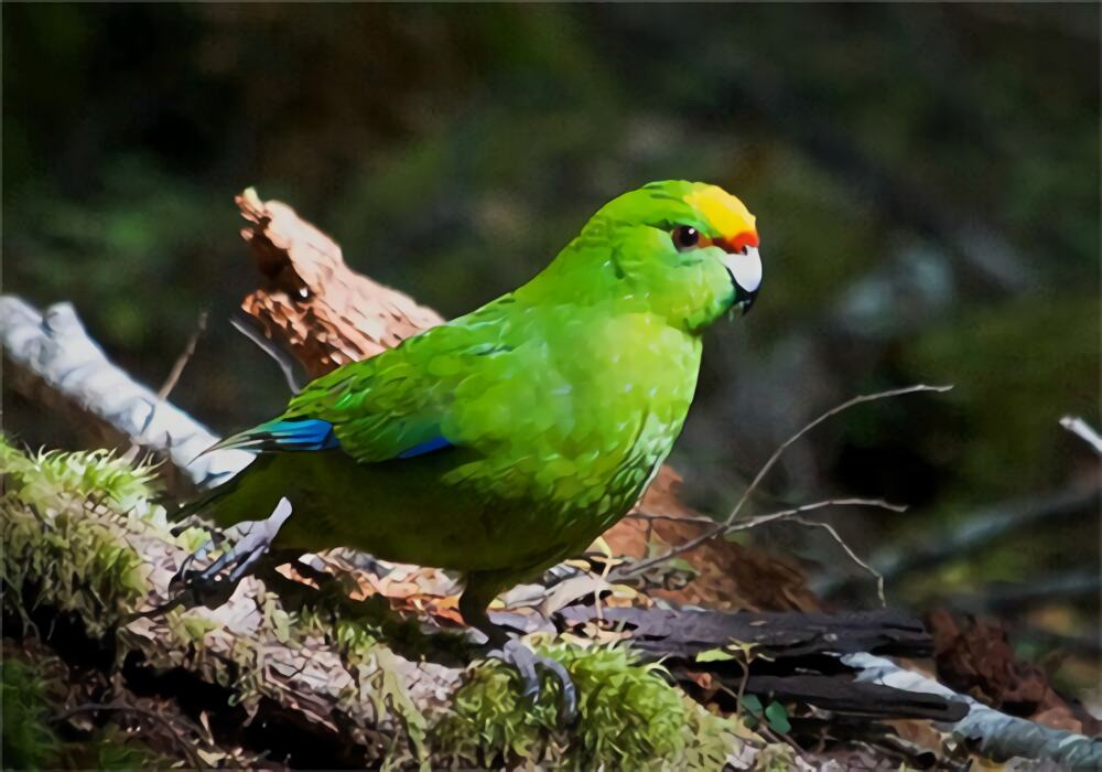 黄额鹦鹉身份信息