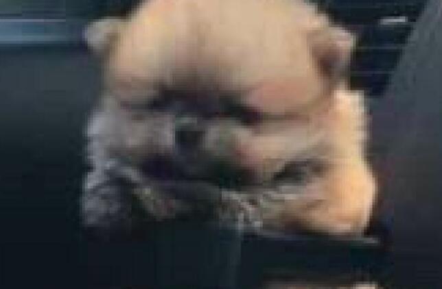 主人在车里给自家小奶狗自制安全带,狗狗一脸憋屈!