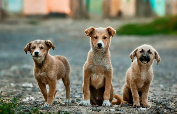 一只宠物狗伤人，所有流浪动物都该死？