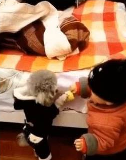 泰迪够不着玩具,撒娇让小主人帮忙,一人一狗交流毫无障碍