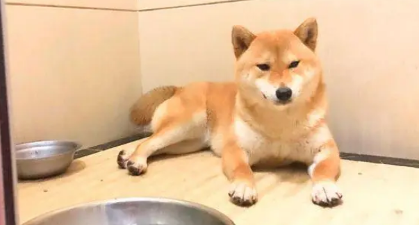 柴犬把“情人”带回了家,现在它们都已经生了小狗