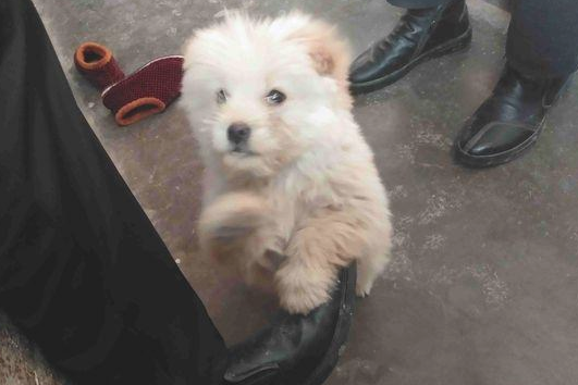 流浪犬跟在背后不离去,殊不知老妈喂个饼干后,它赖在大门口不动了