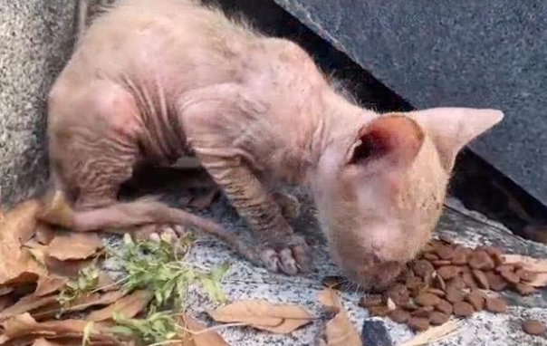 宠物猫被抛弃后,流落街头变成“无毛猫”,惨遭嫌弃依旧顽强求生