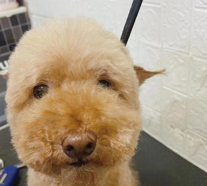 法拉利还是lucky?哈尔滨狗狗常用名Top10出炉