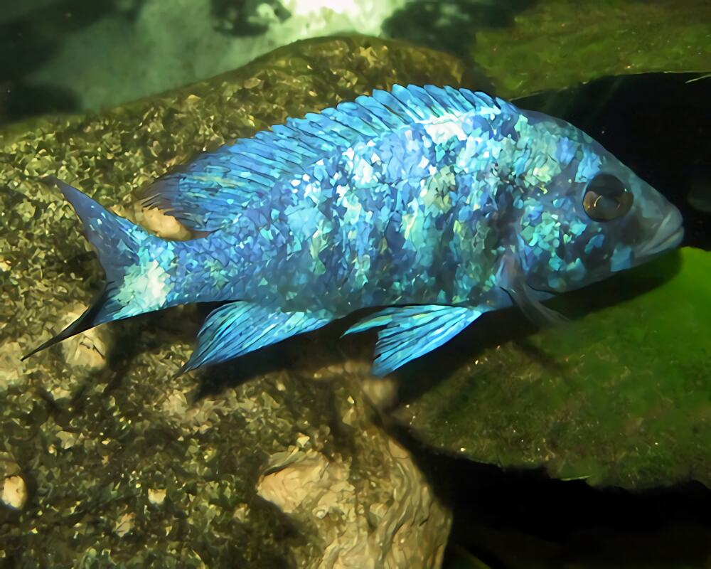 蓝宝石鱼身份信息