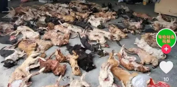 我为流浪狗发声!抵制大规模捕杀流浪狗!
